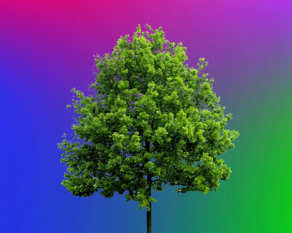 albero